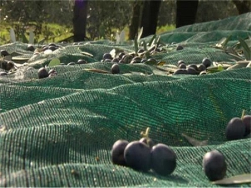 Zeytin Hasat Filesi 6x8m – Zeytin Toplama Örtüsü Geniş Ağaç