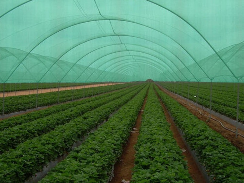 Sera Filesi Fabrika Fiyatı Toptan 6x100m Rulo – Büyük Sera