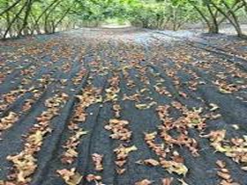 Ucuz Fındık Toplama Filesi 4x6m – Ekonomik Hasat Örtüsü