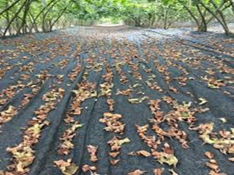 Gölgelik File Fabrika Çıkışı Fındık Toplama Hasat Filesi 4x6m Toptan – Siyah HDPE